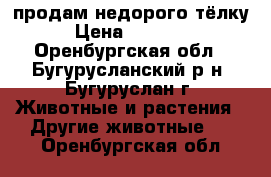 продам недорого тёлку › Цена ­ 30 000 - Оренбургская обл., Бугурусланский р-н, Бугуруслан г. Животные и растения » Другие животные   . Оренбургская обл.